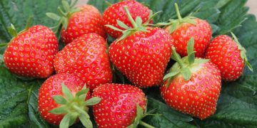 Un kilogram de căpşuni, mai scump ca un kilogram de carne. Explicaţia producătorilor