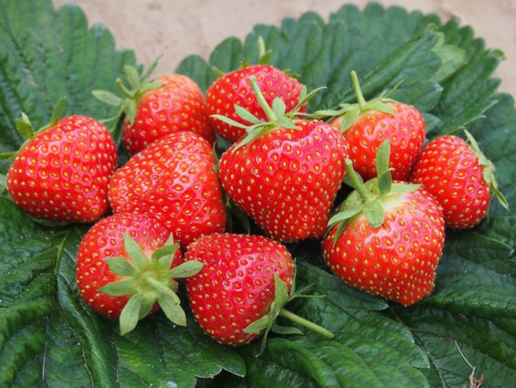 Un kilogram de căpşuni, mai scump ca un kilogram de carne. Explicaţia producătorilor