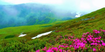 A înflorit bujorul de munte în Munții Rodnei