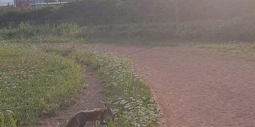 Animal comunitar? Vulpe la plimbare în zona terenului de atletism din Baia Mare