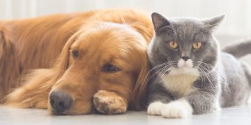 Străinii adoptă tot mai multe animale de companie din România