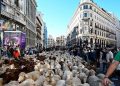 Turme de oi au vizitat astăzi capitala Spaniei!