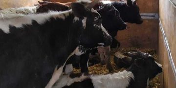 Transportul de animale vii în vizorul polițiștilor din Bogdan Vodă